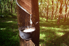 Close-up Of Rubber Tree That Is Tapping Rubber And There Is A Drop Of Latex With Selective Focus.