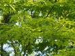 Fagus sylvatica asplenifolia - Feuilles laciniées, découpées vert clair du hêtre lacinié ou hêtre à feuilles de fougères