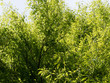 Fagus sylvatica 'asplenifolia' - Hêtre à feuilles de fougères ou hêtre lacinié, un arbre majestueux au tronc lisse, aux feuilles décoratives fortement découpées jaunes cuivrées en automne