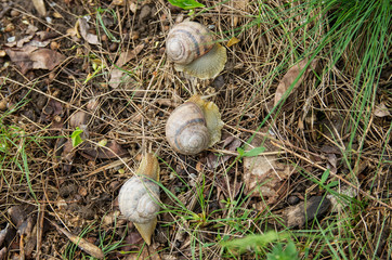 Wall Mural - Snail Helix albescens in the nature.