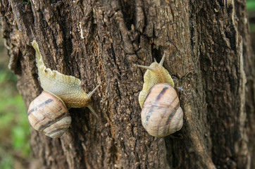 Wall Mural - Snail Helix albescens in the nature.