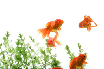 Wall Mural - Goldfish carassius auratus background aquatic plants