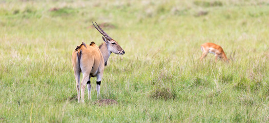 Wall Mural - Elend antilope in the Kenyan savanna between the different plants