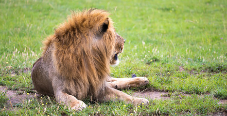 Poster - A big lion lies in the grass in the middle of the landscape of a savannah in Kenya