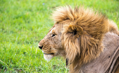 Poster - A close-up of the face of a lion in the savannah of Kenya