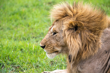 Poster - A close-up of the face of a lion in the savannah of Kenya