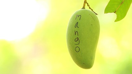 Wall Mural - Mango hanging on the tree, Chiangmai Thailand