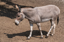 Somali Wild Ass Donkey