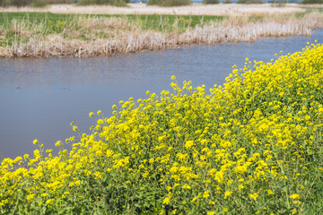 Poster - Yellow flowering rapeseed growing at the edge of the water