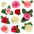 Set of different beautiful tender roses on white background