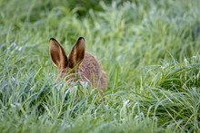 Wild Hare In Field Of Long Grass