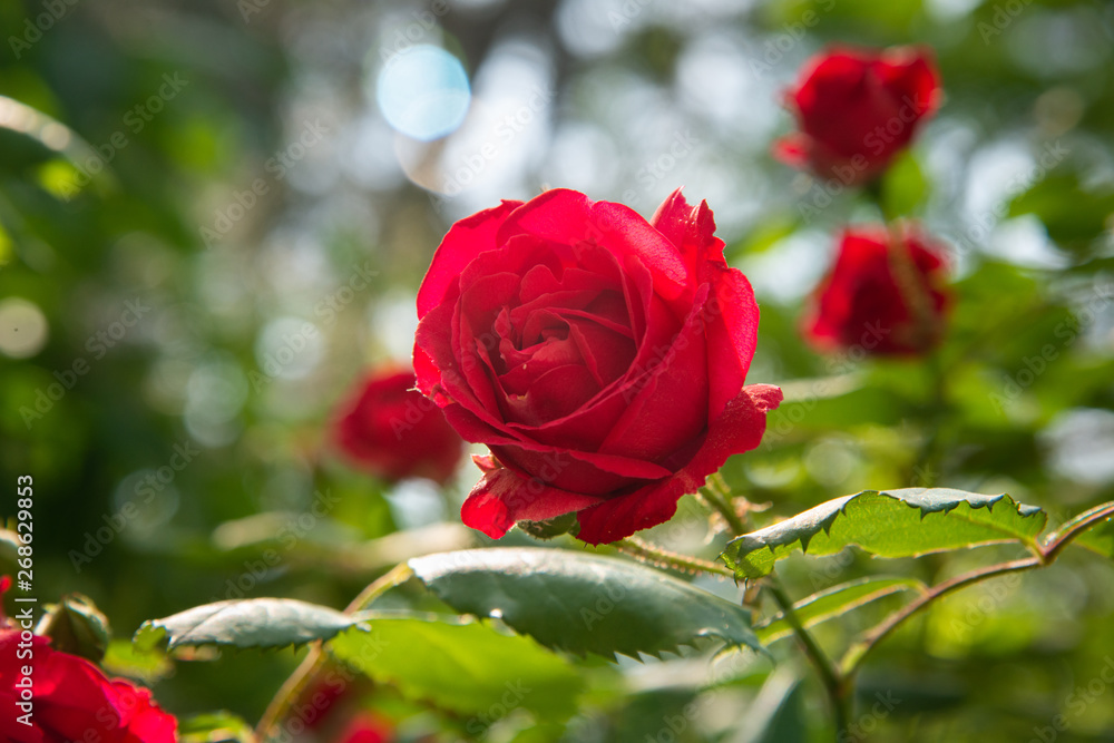 Red rose is in the sunlight in summer morning garden. Background - obrazy, fototapety, plakaty 
