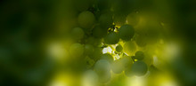 Close-up Bunch Of Green Grapes. Fruit Of Vineyard. Blur Green Background.
