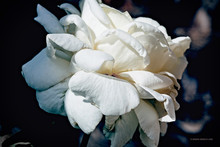 Una Sola Rosa Grande En Color Blanco Con Fondo Oscuro
