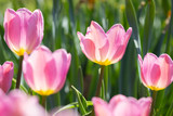 Fototapeta Tulipany - Close-up bright colorful pink tulip blooms in spring morning.
