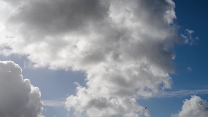 Wall Mural - Seagull birds and dynamic fluffy clouds moving through a colorful misty blue sky