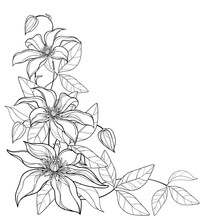 Corner Bouquet With Outline Clematis Or Traveller's Joy Ornate Flower Bunch, Bud And Leaves In Black Isolated On White Background. 