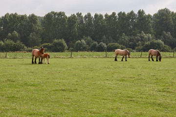 Flemish horses grazing in a meadow