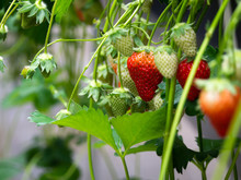 Fresh Red Strawberry Fruits Hanging