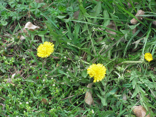 yellow blooming dandelions - spring background