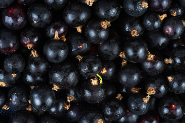 Black currant background