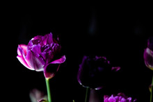 Bright And Unusual Tulips On A Monophonic Black Background. Night Photographing In A Garden With Flowers.