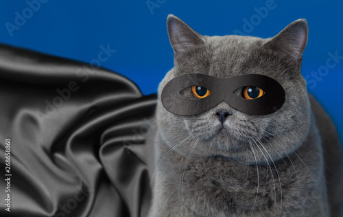 Fat Cat In Superhero Mask Buy This Stock Photo And Explore
