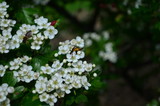 Fototapeta Pomosty - beautiful little white hawthorn flowers on a tree