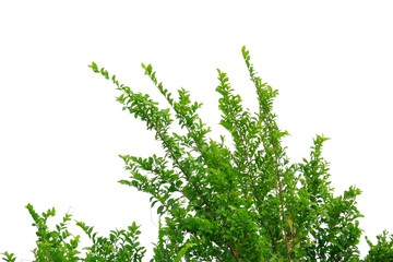 tropical tree leaves with branches on white isolated background for green foliage backdrop