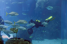 Aquarium Divers During Maintenance