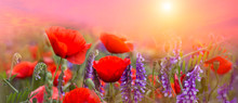 Spring Poppies Flowers Primroses On A Beautiful Pink Background Macro. Blurred Gentle Sky Background. Floral Nature Background, Free Space For Text. Romantic Soft Gentle Artistic Image. Panoramic
