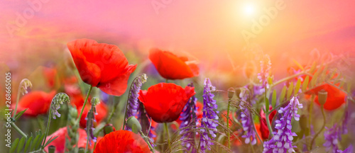 Naklejki maki  wiosenne-maki-kwiaty-pierwiosnkow-na-pieknym-rozowym-tle-makro-niewyrazne-delikatne-niebo