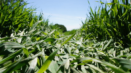 Summer green grass closeup. Large leaves. Agricultural field with plants in the sun. Background for graphic design of agro booklet.