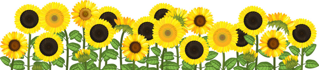 Wall Mural - Yellow sunflower field isolated on white background. Flower border
