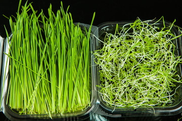 collection of fresh herbs isolated on black background