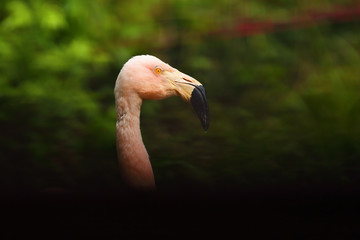 Wall Mural - The American flamingo (Phoenicopterus ruber) , portrait with dark background.