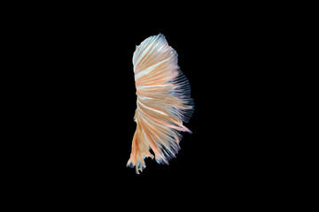 Wall Mural - macro the beautiful small siam betta fish with black isolate background