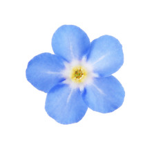 Amazing Spring Forget-me-not Flower On White Background
