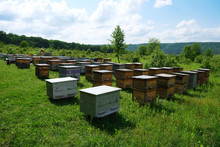 Apiary. Hives In An Apiary With Bees Flying To The Landing Boards. Apiculture.