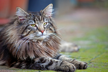 Wall Mural - portrait of big tabby norwegian forest cat resting in the garden