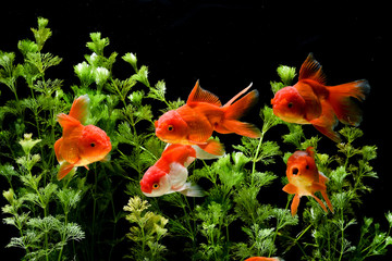 Wall Mural - Goldfish carassius auratus background aquatic plants