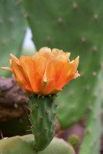 Orange Prickly Pear Flower In Natural Environment.