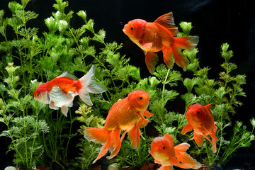 Wall Mural - Goldfish carassius auratus background aquatic plants