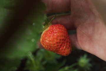 Wall Mural - The first harvest of strawberries in the palm, juicy berry in hand