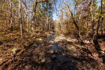 Wall Mural - Beavers Bend State Park