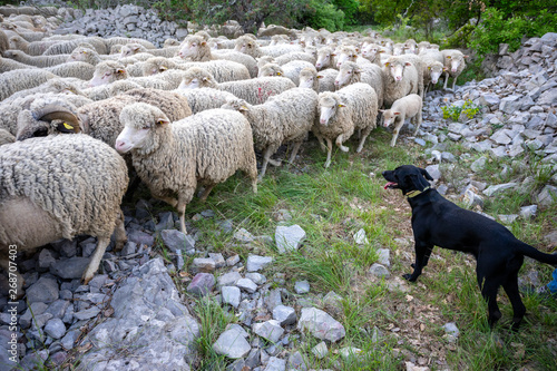 Un Chien De Berger Noir Qui Surveille Son Troupeau De Mouton