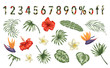 © Lexi Claus - Vector set of tropical flowers and leaves isolated on white background. Bright realistic collection of exotic design elements. Numbers filled with tropic pattern. Good for sale or promo events.
