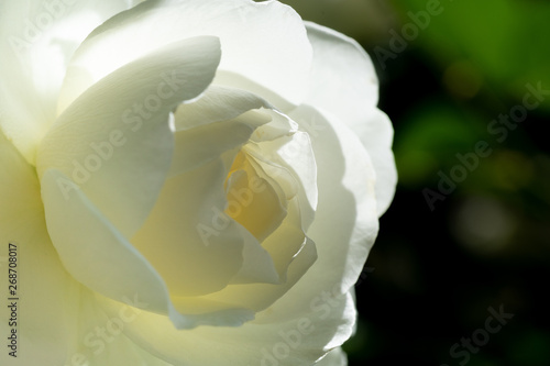 Une Rose Blanche En Gros Plan Buy This Stock Photo And Explore Similar Images At Adobe Stock Adobe Stock Une Rose Blanche En Gros Plan Buy This Stock Photo And Explore Similar Images At Adobe Stock Adobe Stock