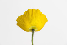 Yellow Poppy Flower On White Background	