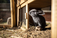 Cute Baby Rabbits In A Farm